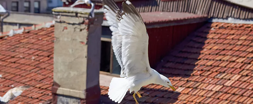 Residential Chimney Animal Removal Solution in New Smyrna Beach, FL